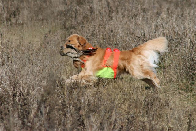 Siri's Fall Pheasant Hunt